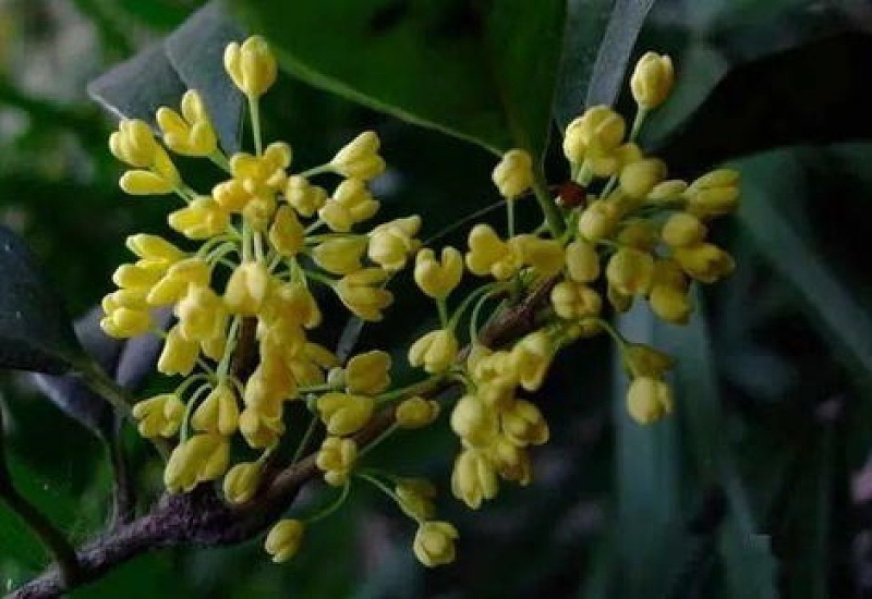 桂花树几年开花，桂花不开花的解决办法