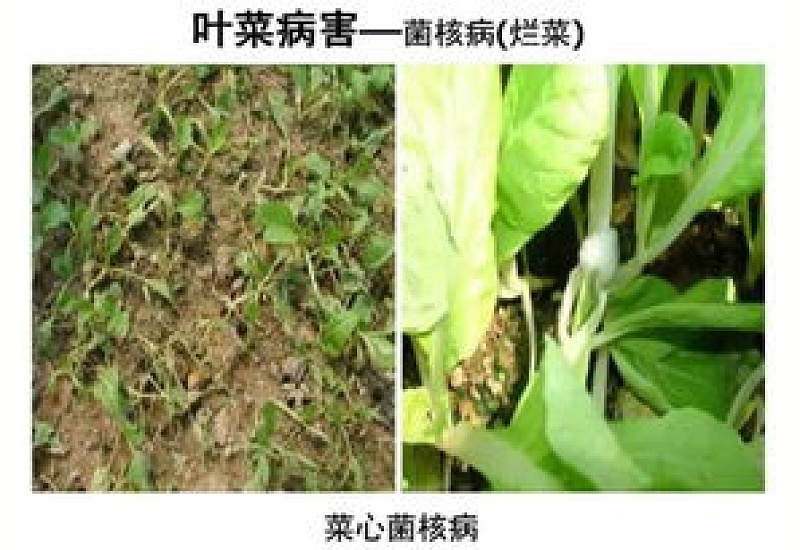 阳台蔬菜有哪些常见病虫害 蔬菜的病虫害简单介绍