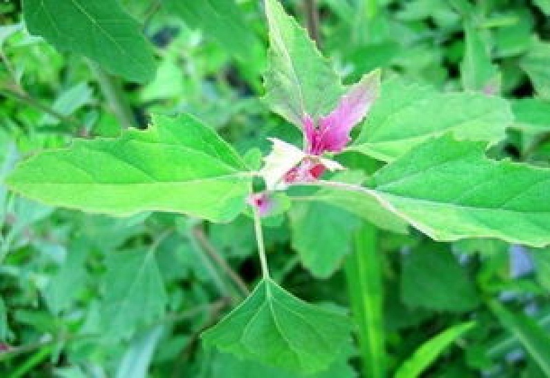 随手可见的路边菜——灰灰菜营养价值及食用 *** 