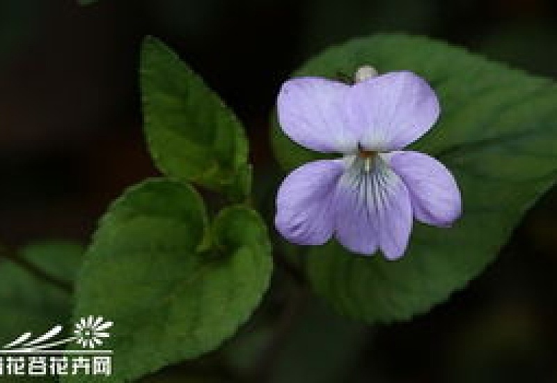 紫花堇菜的养殖 *** 