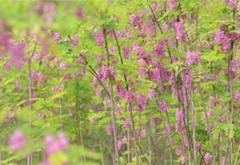 梨树的花语和文化寓意