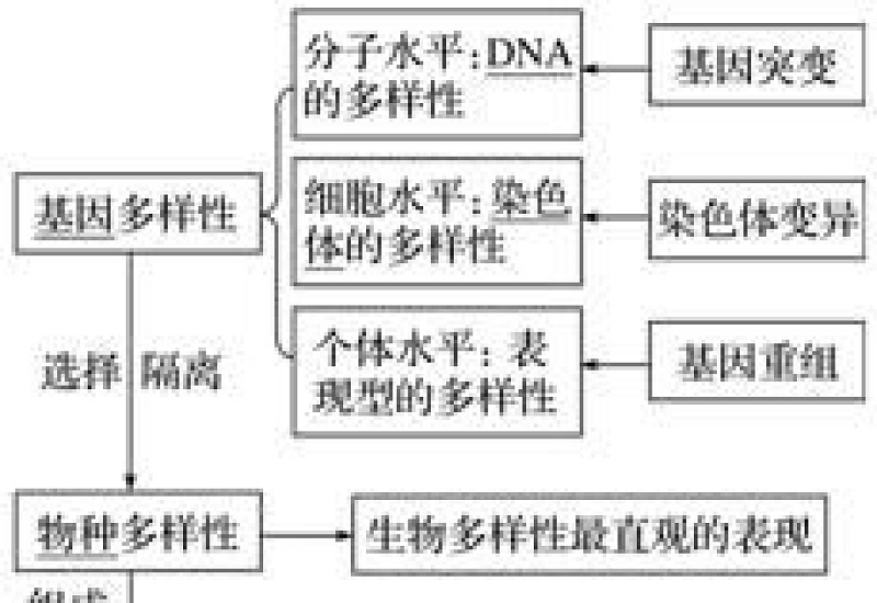 生物多样性有哪三方面的层次?