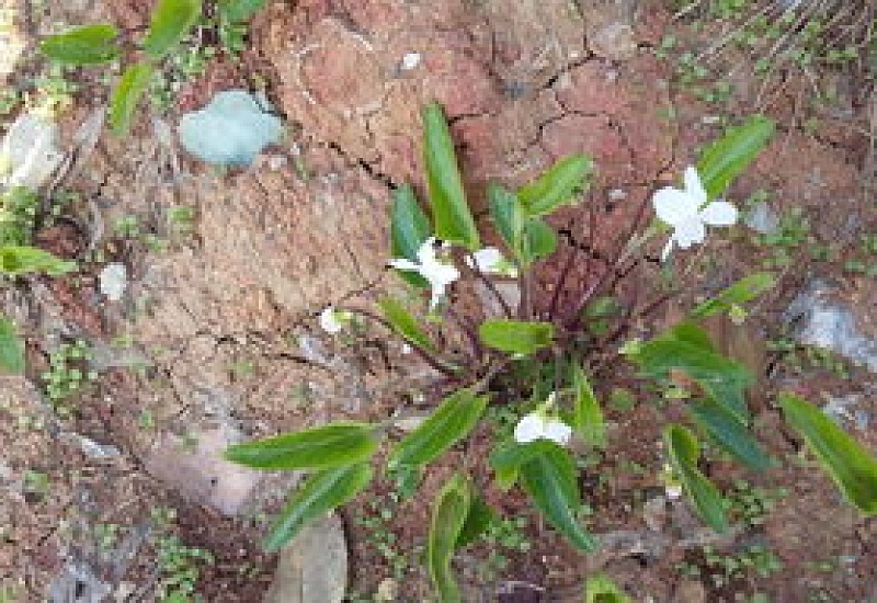 白花地丁的养殖 *** 