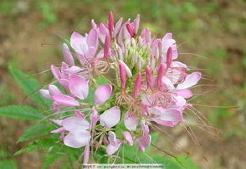 醉蝶花的养护要点