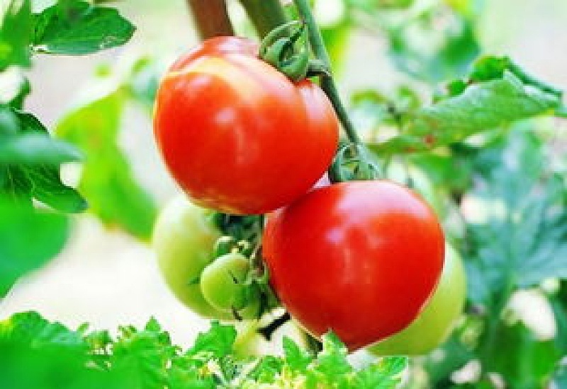 西红柿的养殖方法