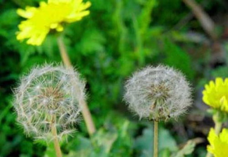 蒲公英怎么种植，蒲公英种植技术及管理