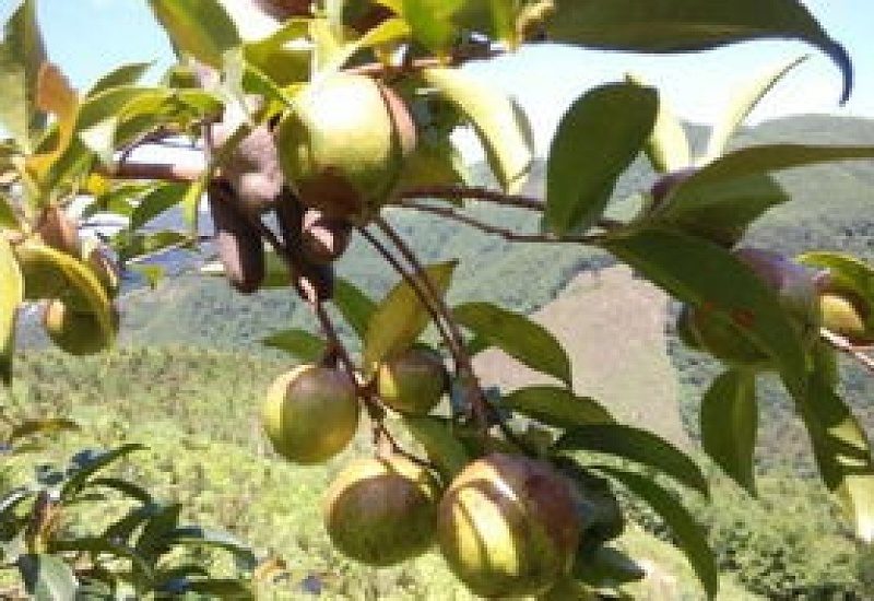 油茶树适合哪种种植