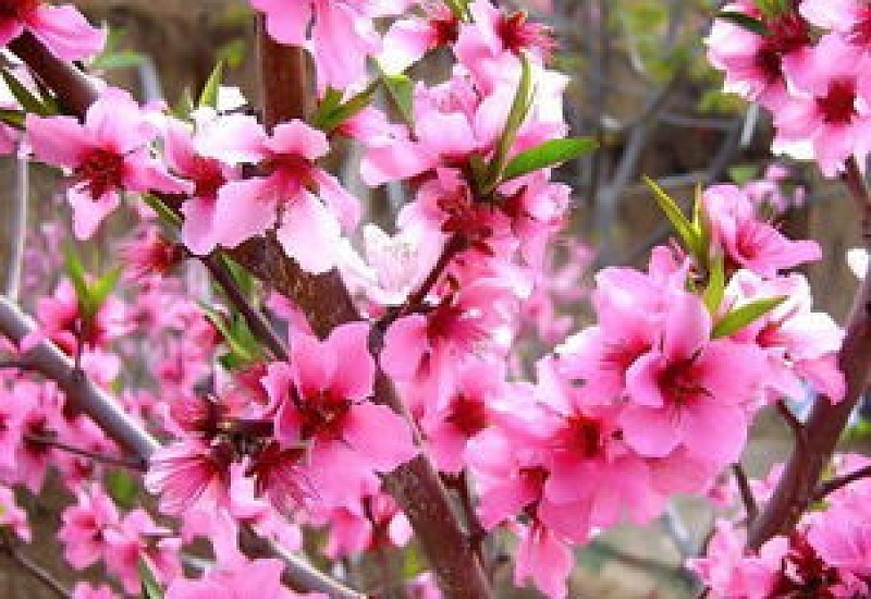 桃花嫁接时间和 *** ，观赏桃花能在什么时候嫁接