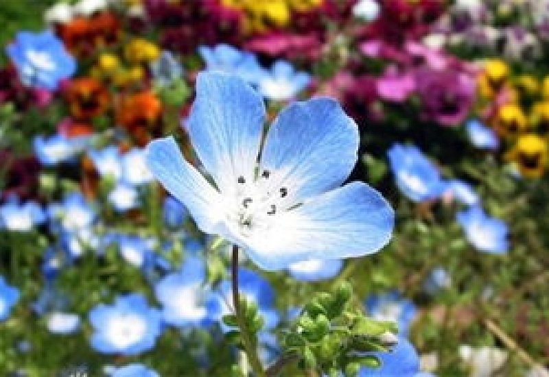 幌菊什么时候开花