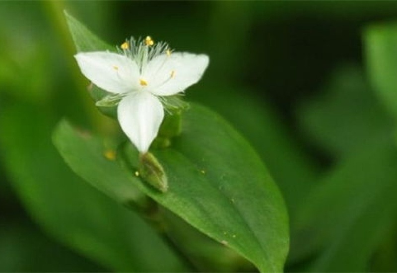 牡丹吊兰和白花紫露草的区别