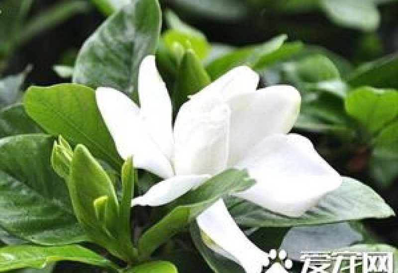 栀子花为什么掉花蕾