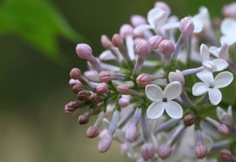 盆栽丁香花的养殖 *** ，丁香花需要修剪吗