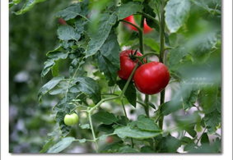 番茄的花语及植物文化