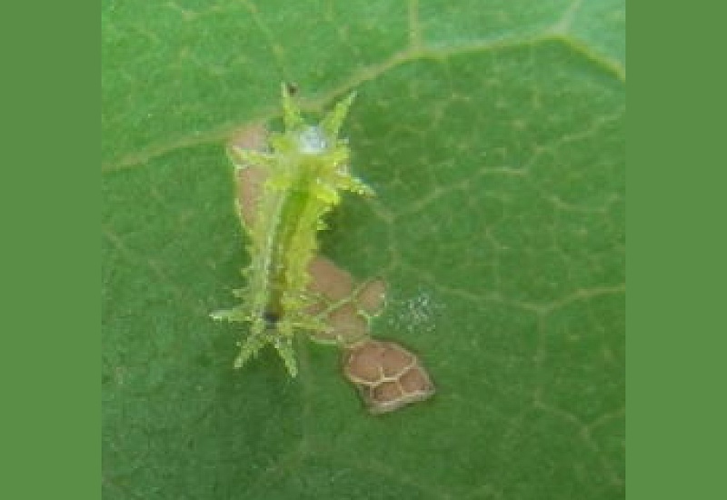 桃花生虫了怎么办 常见的虫害防治大全