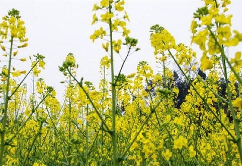 油菜花什么时候开花