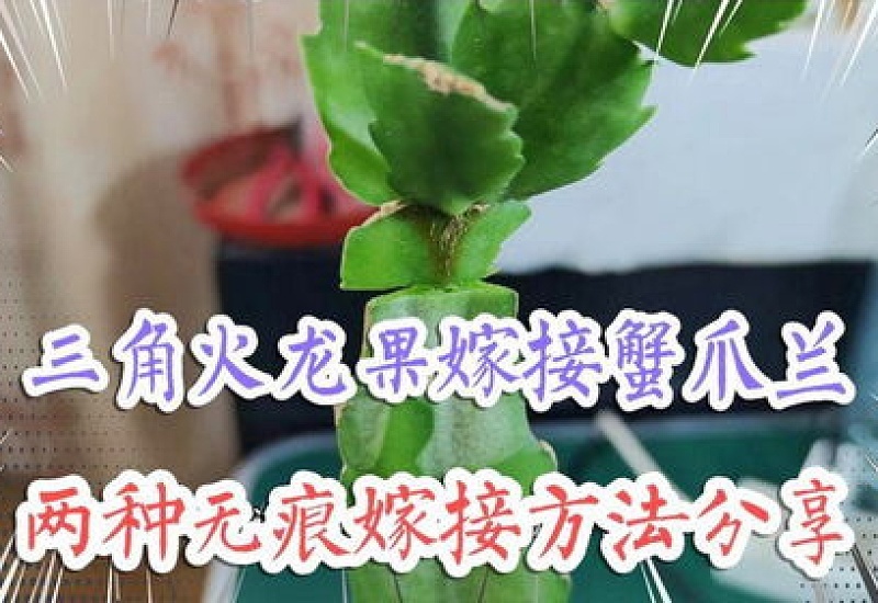 火龙果无痕嫁接蟹爪兰的 *** 