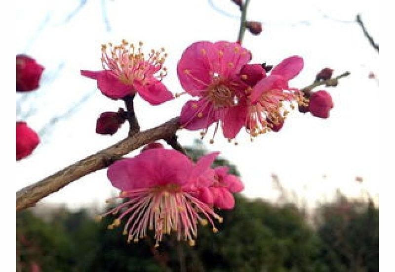 梅花什么时候开花，梅花在什么季节开放