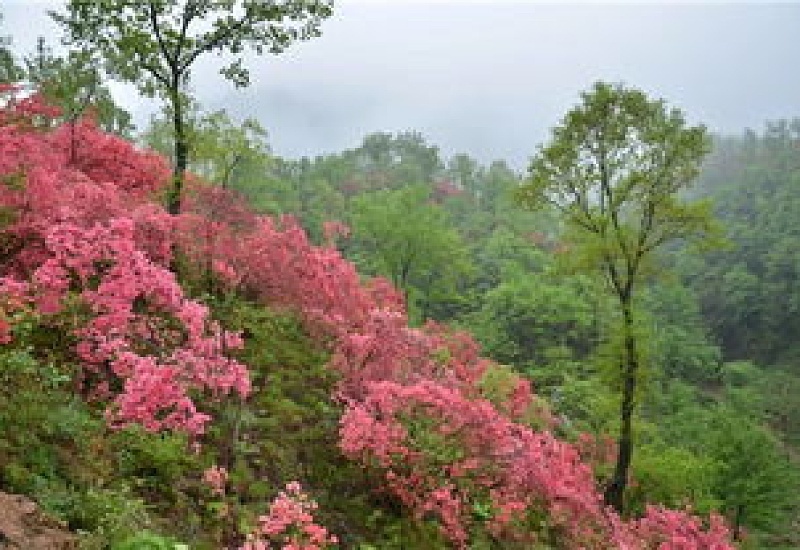 西泰山杜鹃花什么时候开