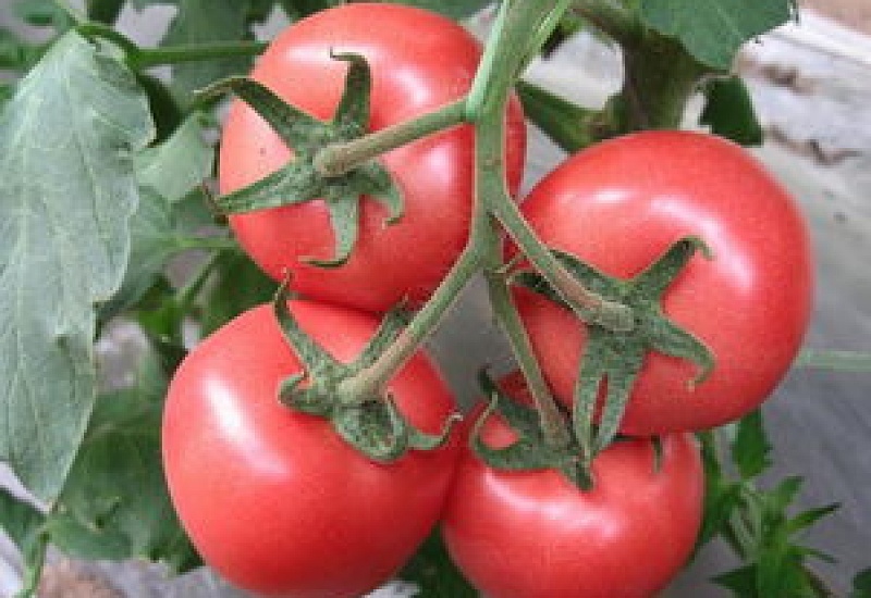 西红柿种植方法，西红柿价格