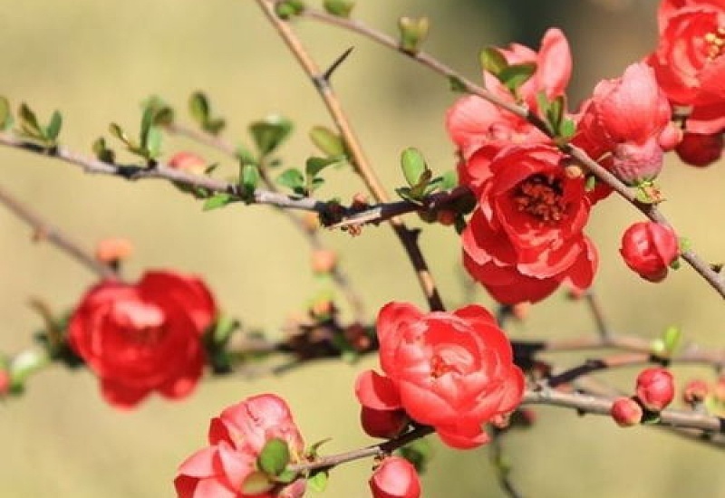 红梅花和海棠花的区别