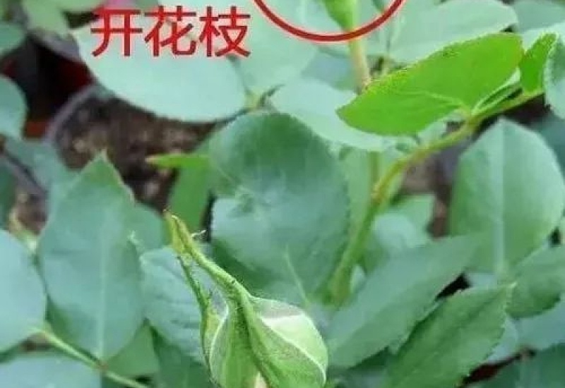 月季花盲枝是怎么回事