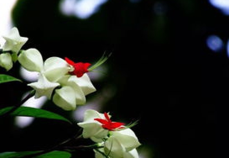 龙吐珠一年开几次花