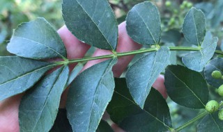 花椒叶子的功效与作用（花椒叶子的功效与作用与主治）