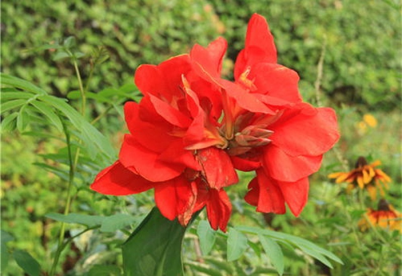 月季花白粉病的防治