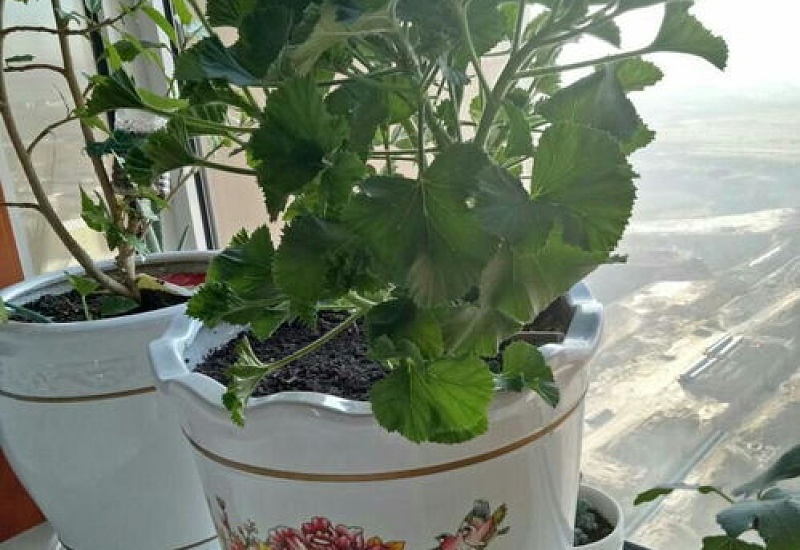 天竺葵光长叶子不开花怎么办
