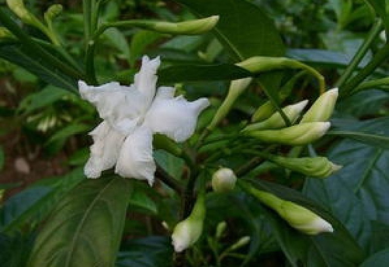 狗牙花什么时候开花