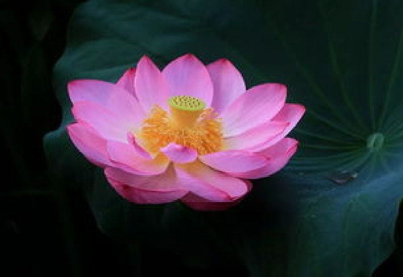 荷花的特点,什么季节开花