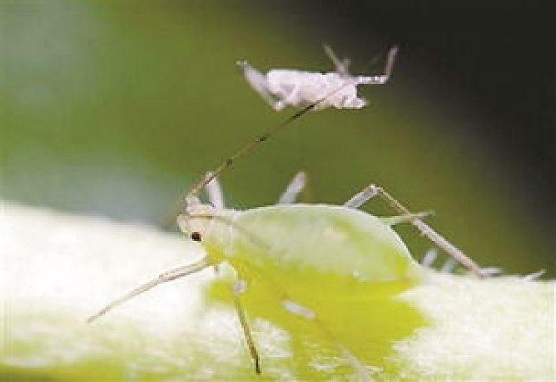 花儿也有被虫侵害的苦恼