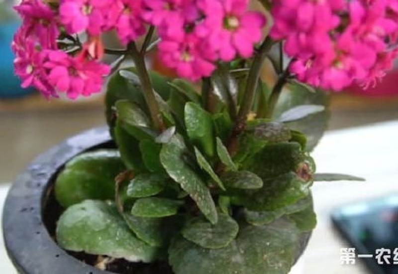 长寿花能给叶子喷水吗,花能喷水吗