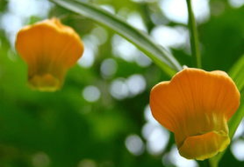 宫灯百合花语和寓意