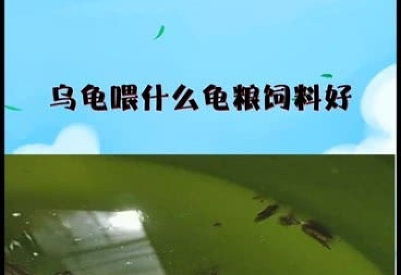 草龟喂多少龟粮，什么时间喂