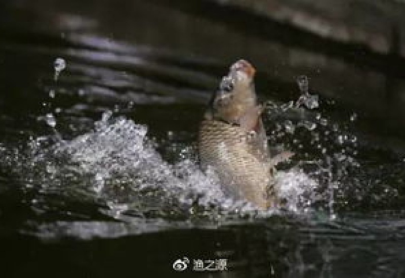 夏天钓鲫鱼钓深水还是浅水，钓近水还是远水