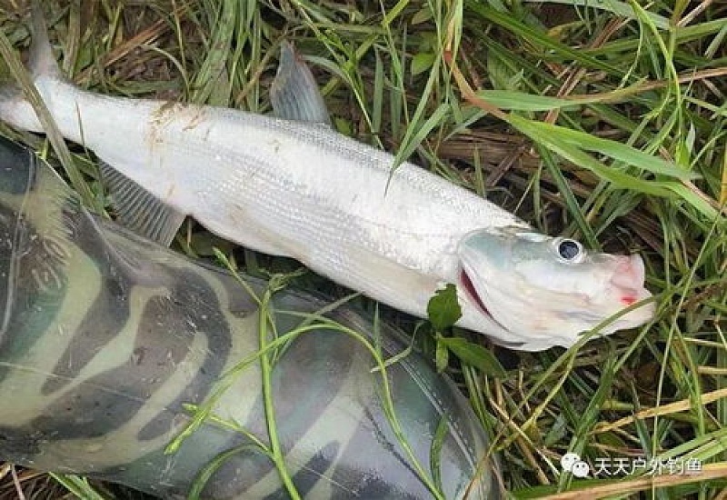 白天钓翘嘴鱼的最佳水深，白天钓翘嘴鱼的最佳温度