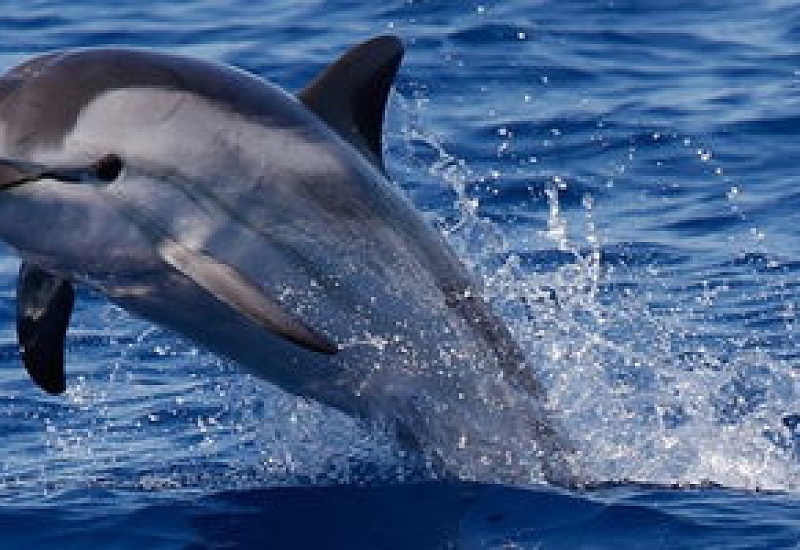 海豚的生殖方式是胎生吗，怎么繁殖