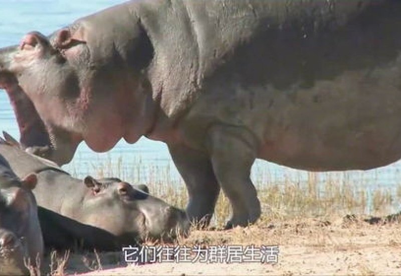 鳄鱼能打过河马吗，和河马比哪个更厉害