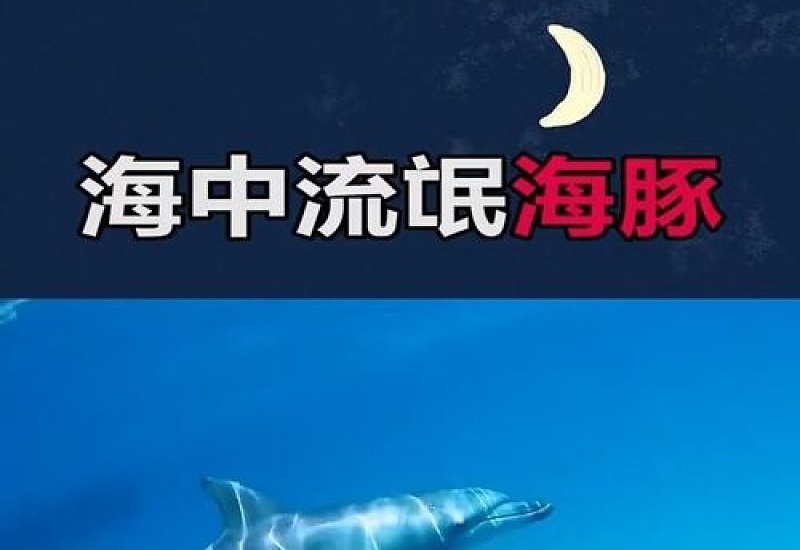 海豚被称为海中流氓吗，为什么说海豚是海中流氓