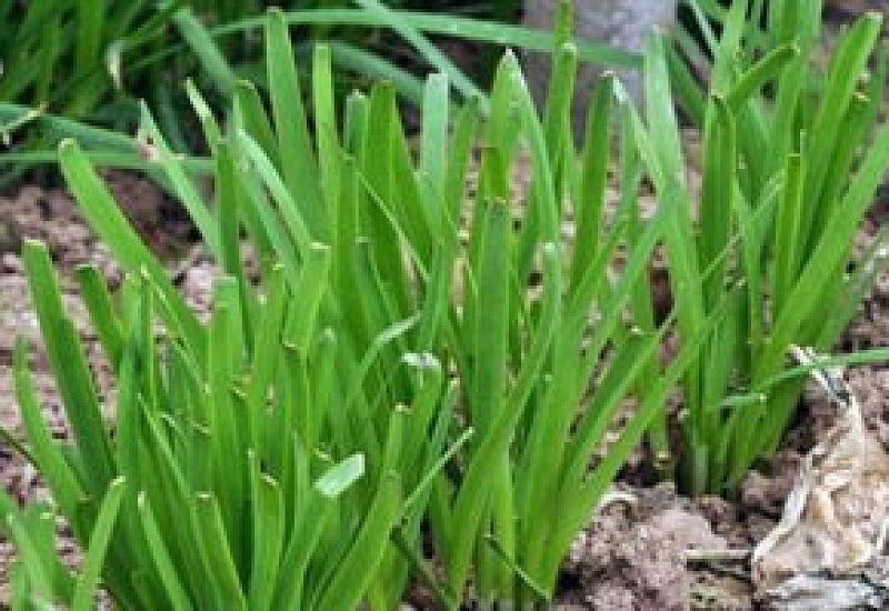 钓鱼能用韭菜吗，韭菜直接挂钩能钓到鱼吗