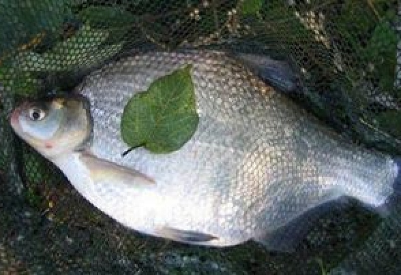 钓鳊鱼用什么饵料最好，用什么鱼竿最好