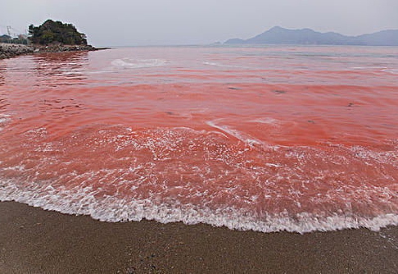 为什么红海的海水是红色的 红海水为什么是红色的