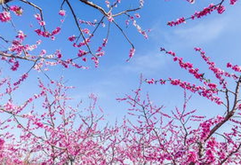 桃花什么时候换盆，桃花用什么土种最好