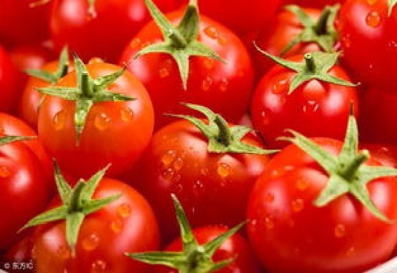 番茄如何保存，新鲜番茄如何保存