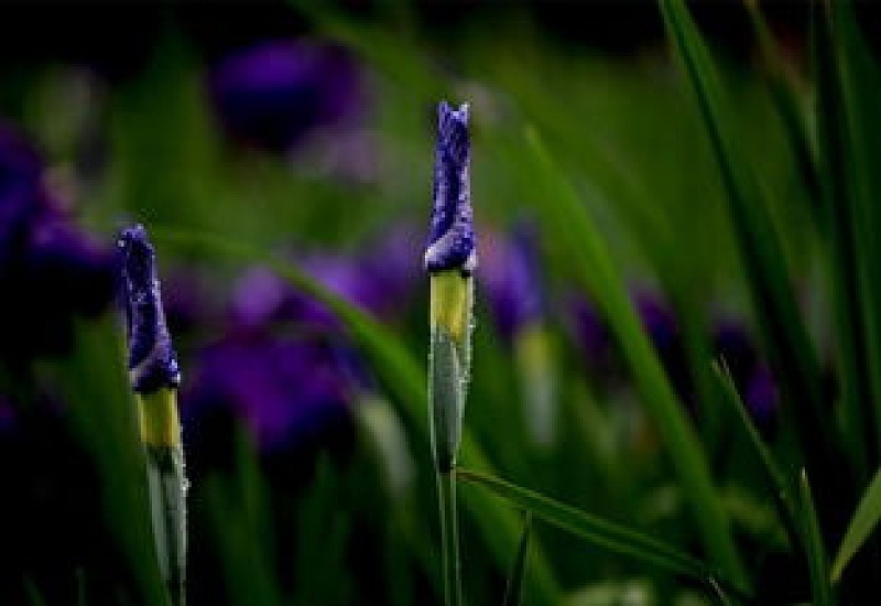 花菖蒲怎么修剪