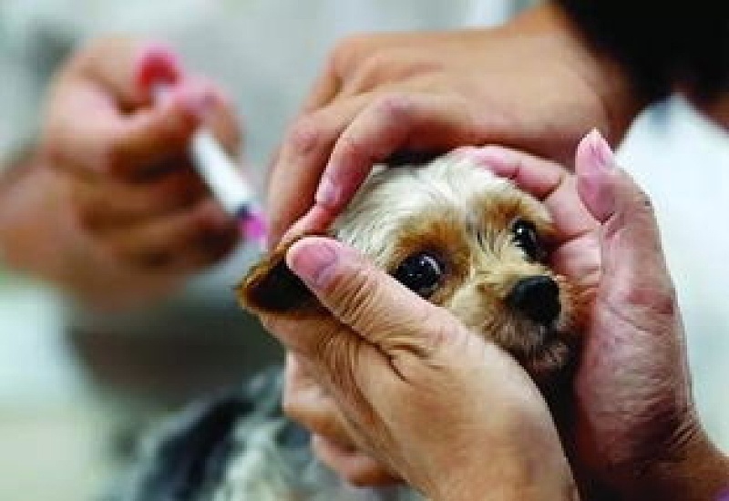 其实大部分人不用打狂犬疫苗有什么说法 人得狂犬病的几率大吗