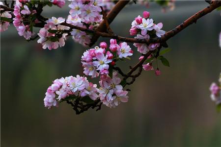 海棠花