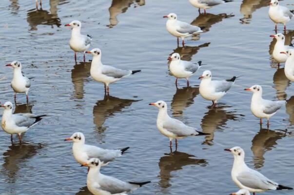 世界十大动物迁徙奇迹：角马、帝王蝶、北极海鸥全入榜