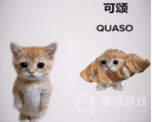 可颂猫梗是什么意思